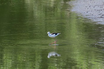 セイタカシギ 東京港野鳥公園 2023年8月10日(木)