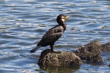 カワウ 東京港野鳥公園 2023年8月10日(木)