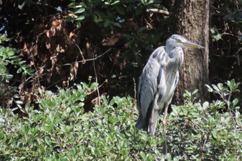 アオサギ 東京港野鳥公園 2023年8月10日(木)