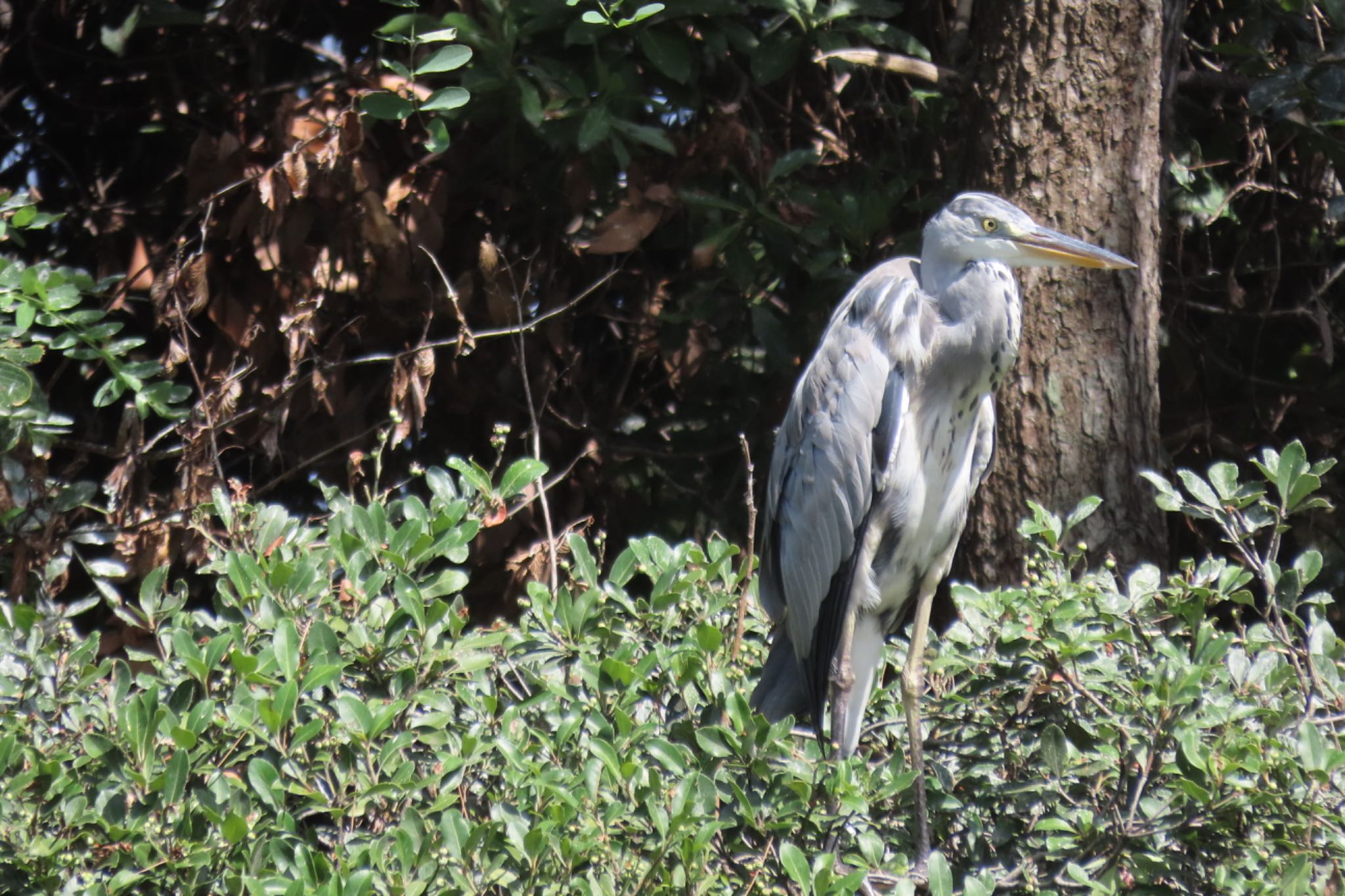 Photo of Grey Heron at Tokyo Port Wild Bird Park by Sancouchou ☽ ☼ ✩