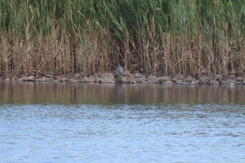 Striated Heron Tokyo Port Wild Bird Park Thu, 8/10/2023