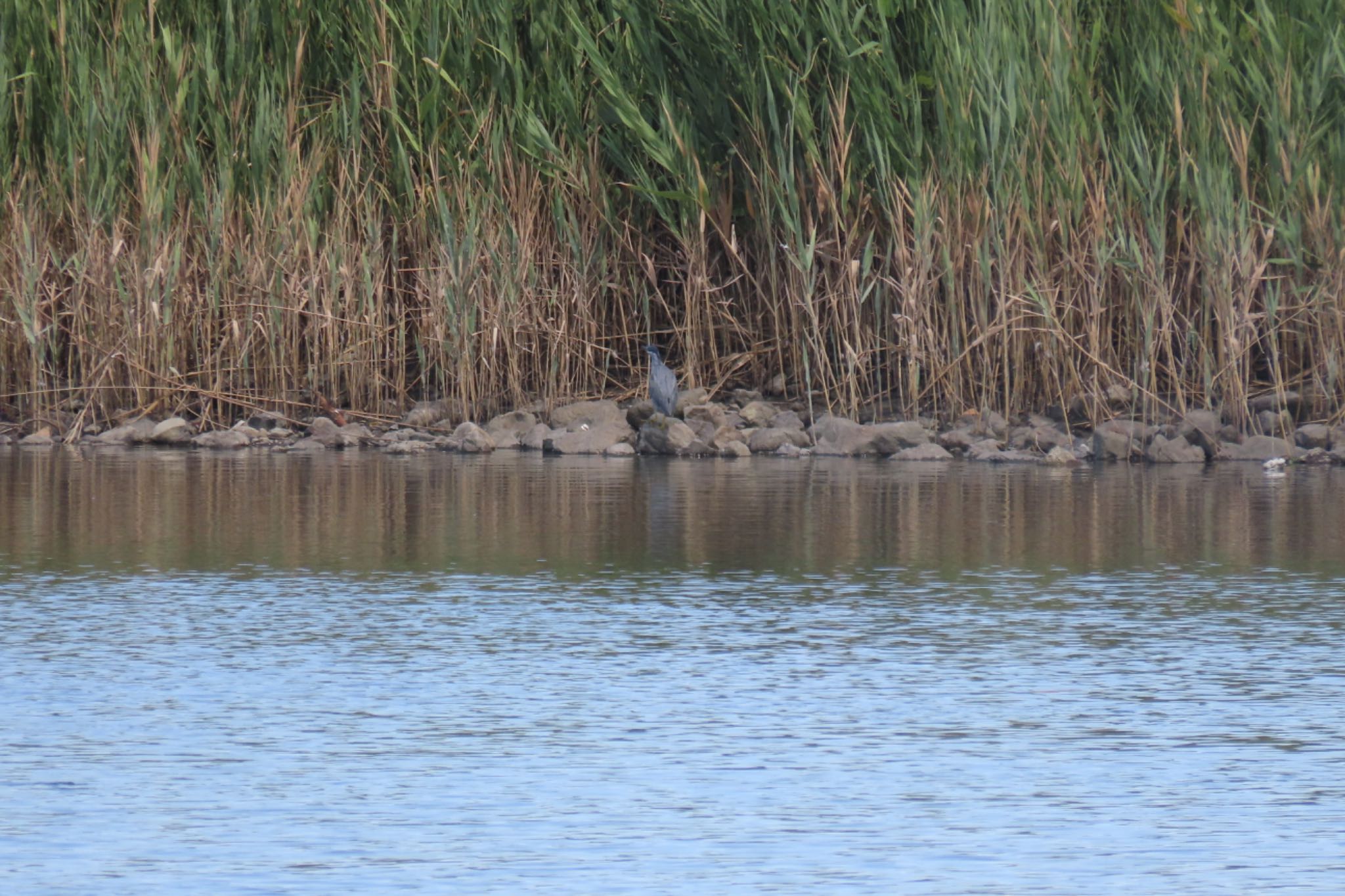 Photo of Striated Heron at Tokyo Port Wild Bird Park by Sancouchou ☽ ☼ ✩