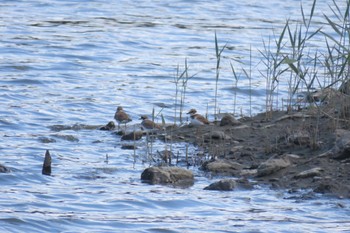 Long-billed Plover Tokyo Port Wild Bird Park Thu, 8/10/2023