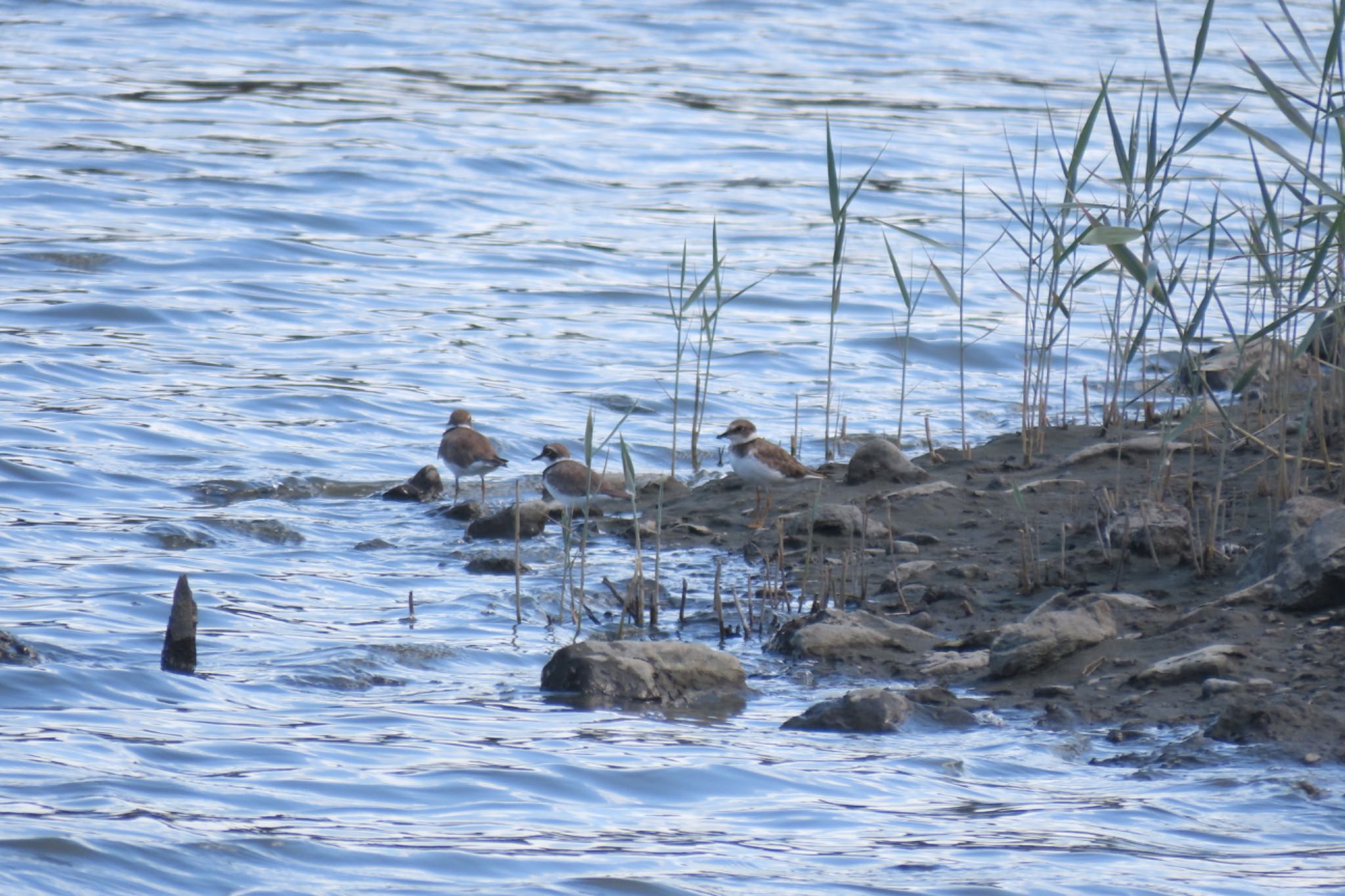 Photo of Long-billed Plover at Tokyo Port Wild Bird Park by Sancouchou ☽ ☼ ✩