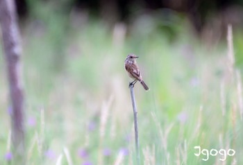 Amur Stonechat 茨戸川緑地 Mon, 8/7/2023