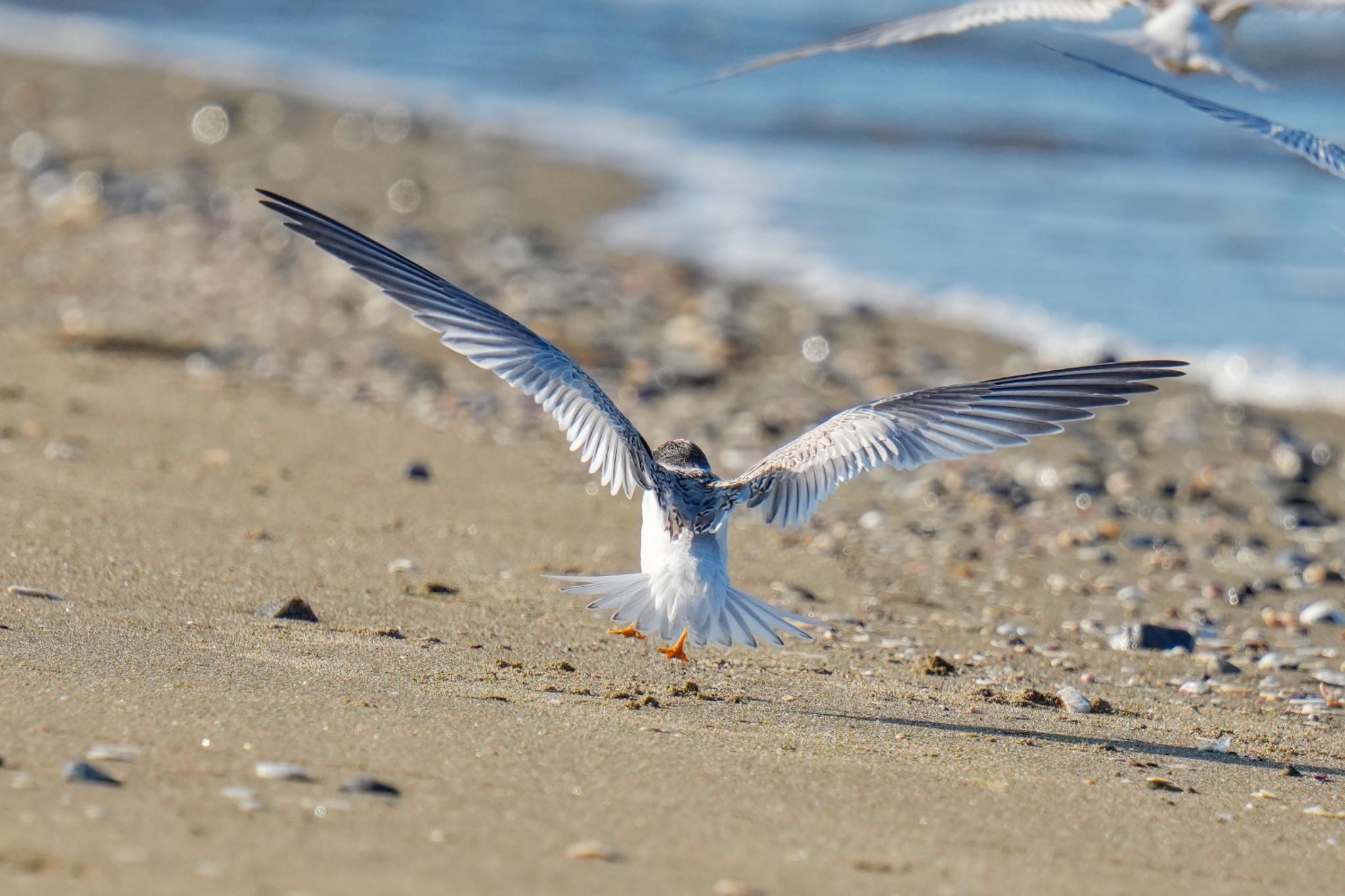 Little Tern