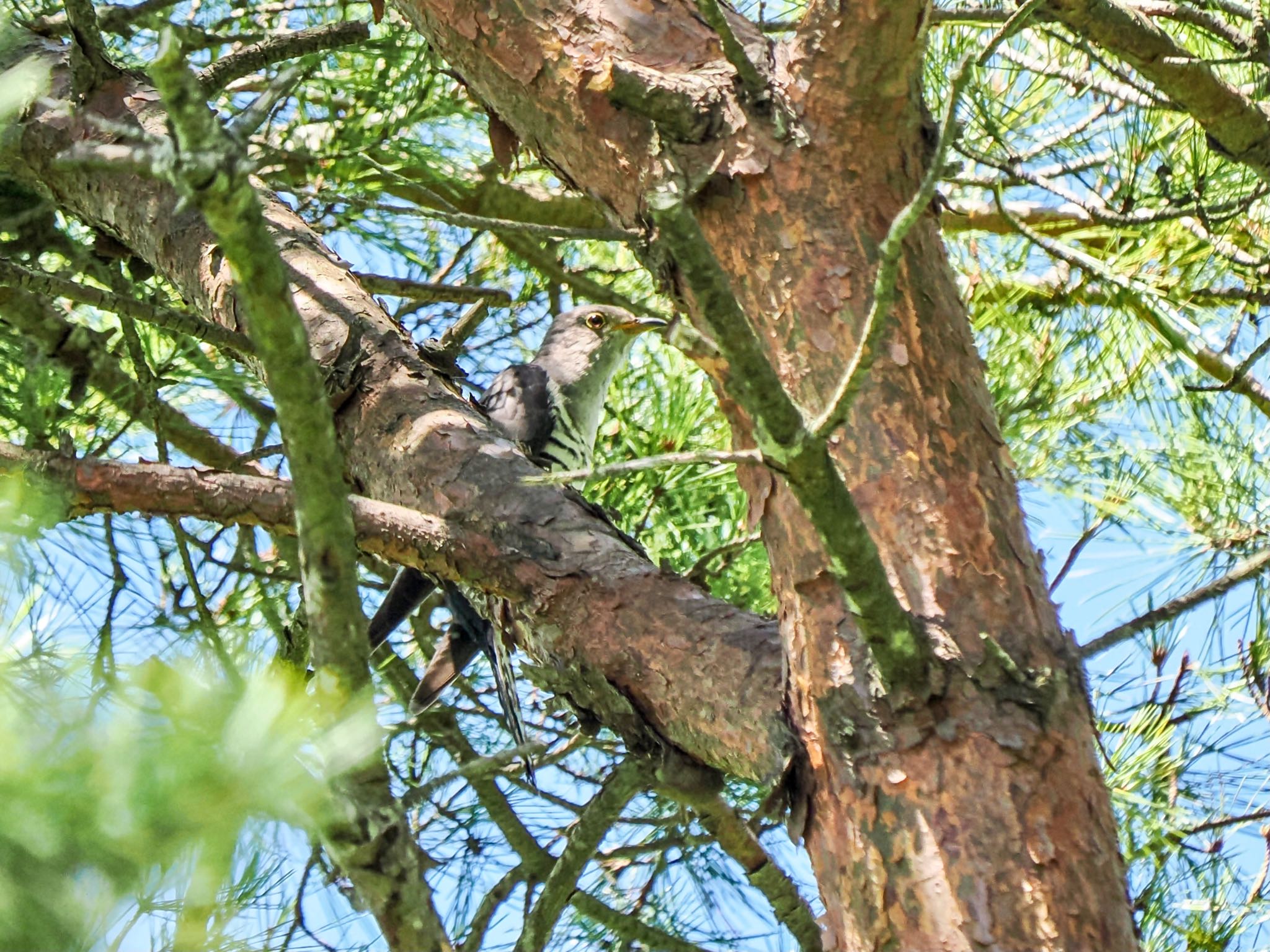 Lesser Cuckoo