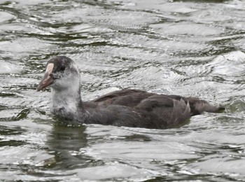 Eurasian Coot Inokashira Park Wed, 8/9/2023