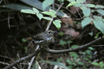 Thu, 8/10/2023 Birding report at 山梨県