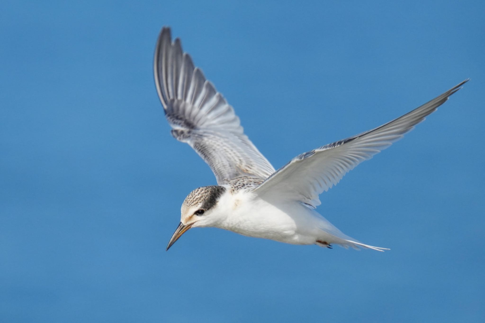 Little Tern