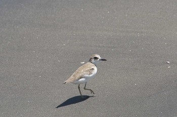 Greater Sand Plover 千葉県 Tue, 8/8/2023