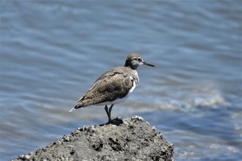 イソシギ 東京港野鳥公園 2023年8月5日(土)