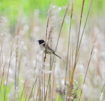 コジュリン 場所が不明 2023年6月24日(土)