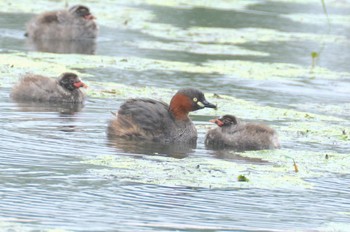 Little Grebe 小川原湖(青森県) Thu, 8/12/2021