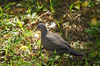 Spotted Dove 台湾 Wed, 8/15/2018