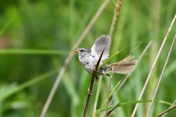 Japanese Bush Warbler 八島湿原(八島ヶ原湿原) Mon, 8/7/2023