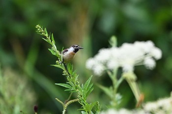 Amur Stonechat 八島湿原(八島ヶ原湿原) Mon, 8/7/2023