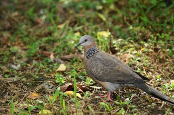 Spotted Dove 台湾 Wed, 8/15/2018
