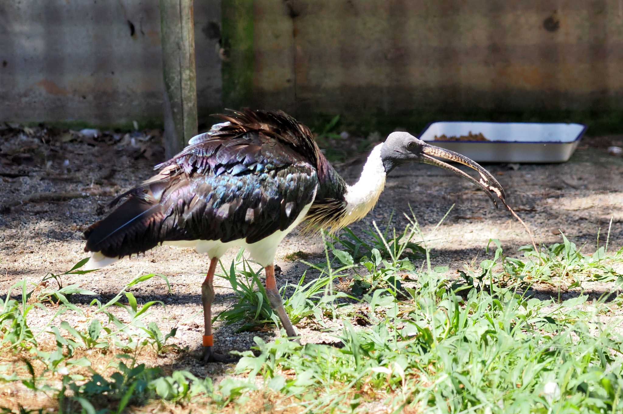 Photo of Straw-necked Ibis at 佐渡 by 藤原奏冥