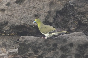 Thu, 8/10/2023 Birding report at Terugasaki Beach