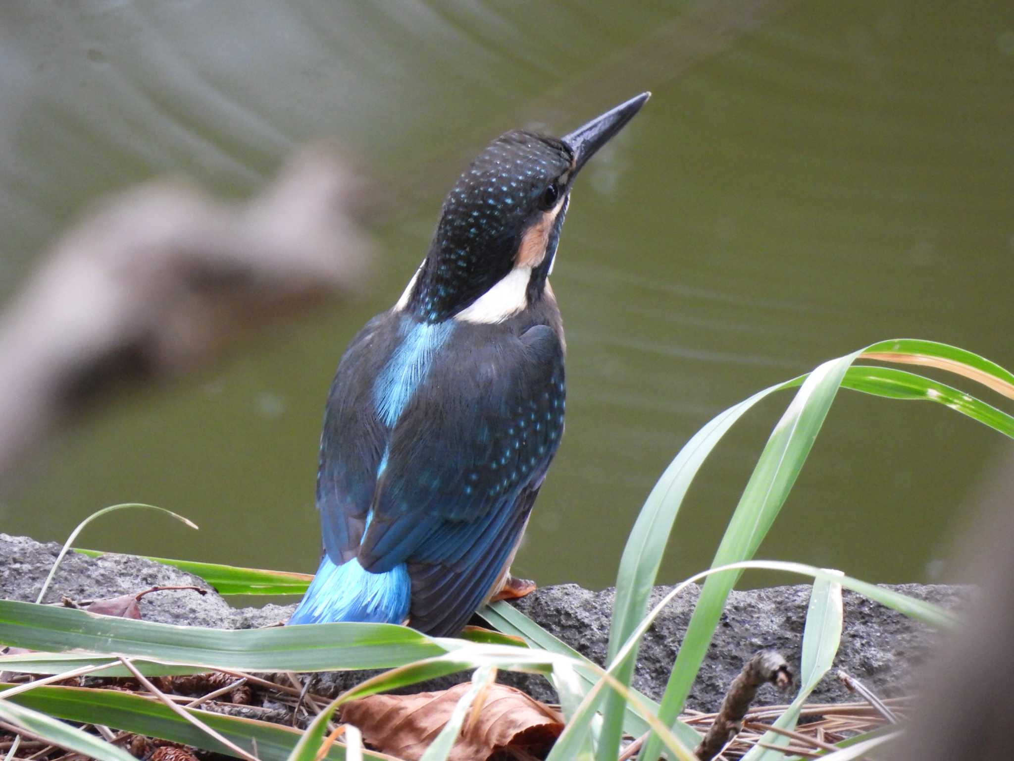 Photo of Common Kingfisher at 弘前公園(弘前城) by まつのすけ