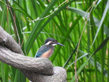 Common Kingfisher 弘前公園 Wed, 8/9/2023