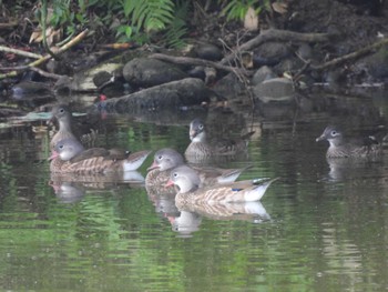 Mandarin Duck 弘前公園 Wed, 8/9/2023