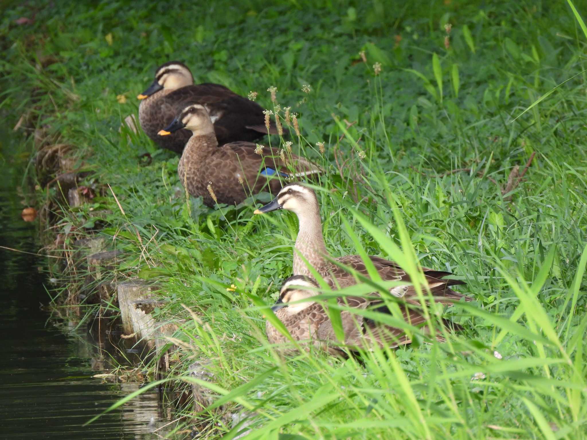 Photo of Eastern Spot-billed Duck at 弘前公園(弘前城) by まつのすけ