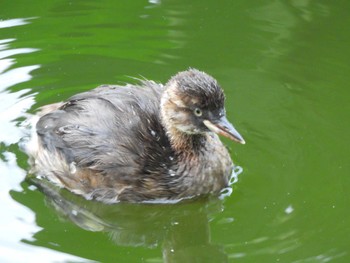 Little Grebe 弘前公園 Wed, 8/9/2023