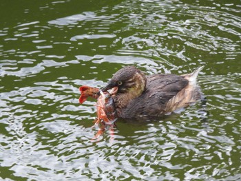 カイツブリ 弘前公園 2023年8月9日(水)