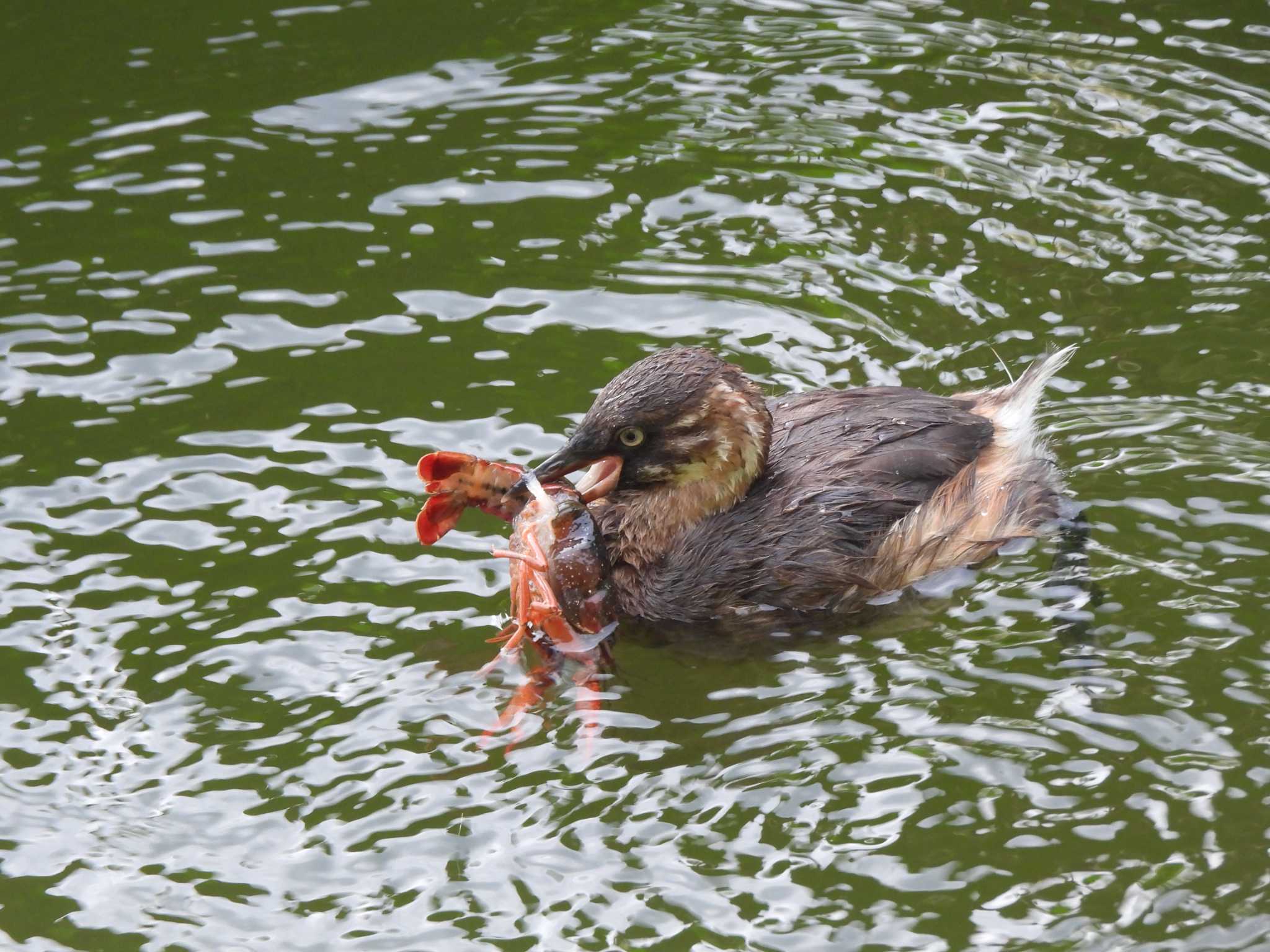 Photo of Little Grebe at 弘前公園(弘前城) by まつのすけ