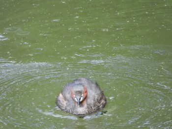 Little Grebe 弘前公園 Wed, 8/9/2023