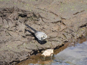 White Wagtail 鶴の舞橋 Wed, 8/9/2023