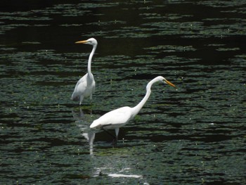 Great Egret 鶴の舞橋 Wed, 8/9/2023