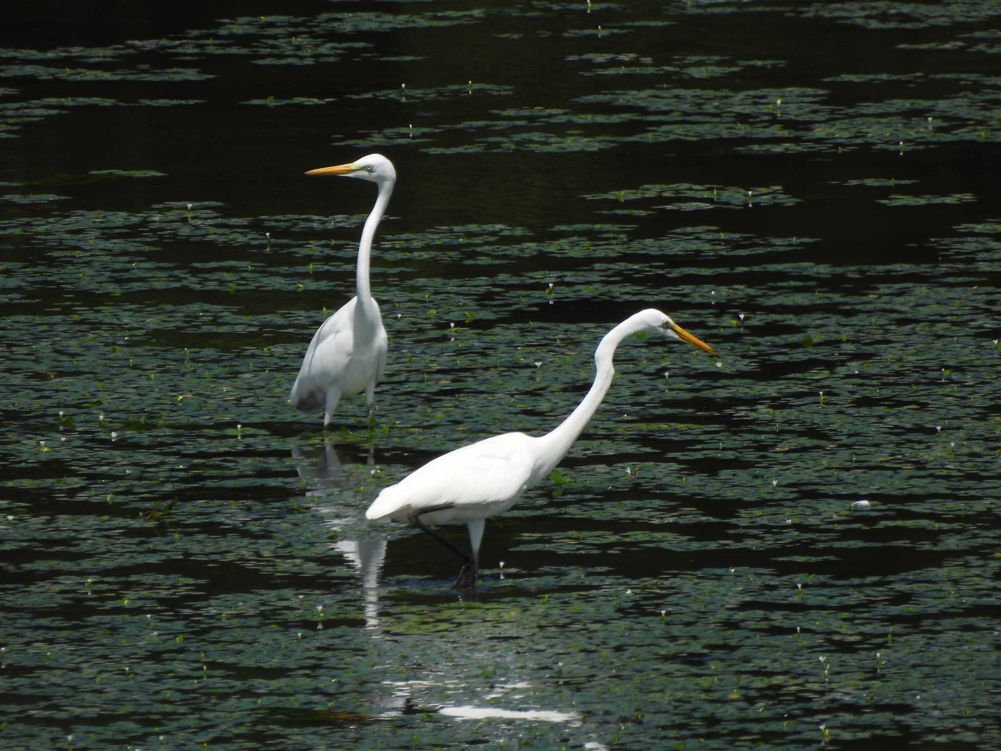 Great Egret