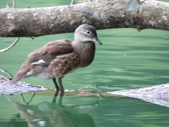 Mandarin Duck 十二湖(青森県深浦町) Wed, 8/9/2023