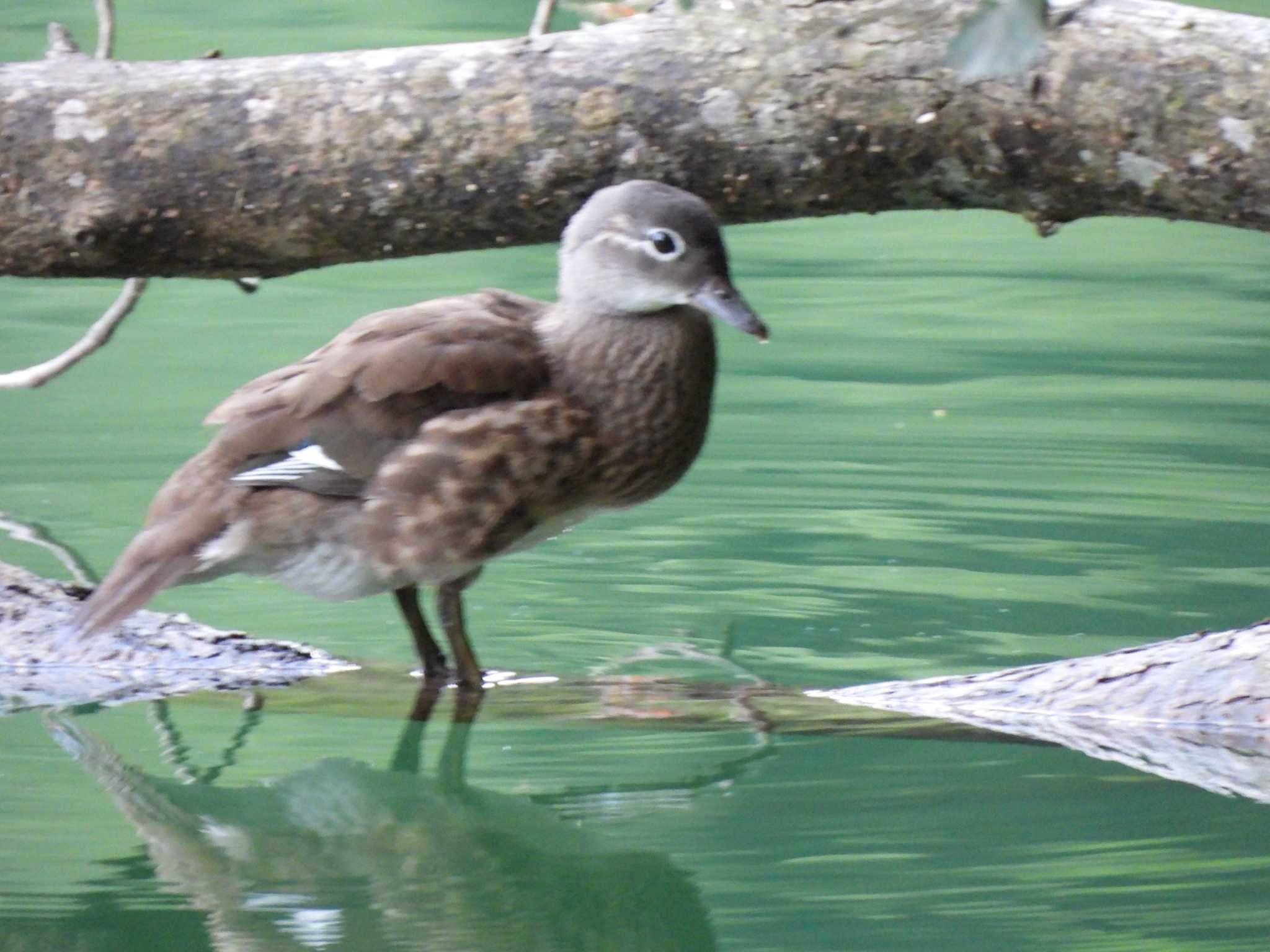 Mandarin Duck