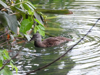 Mandarin Duck 十二湖(青森県深浦町) Wed, 8/9/2023