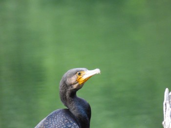 Great Cormorant 十二湖(青森県深浦町) Wed, 8/9/2023