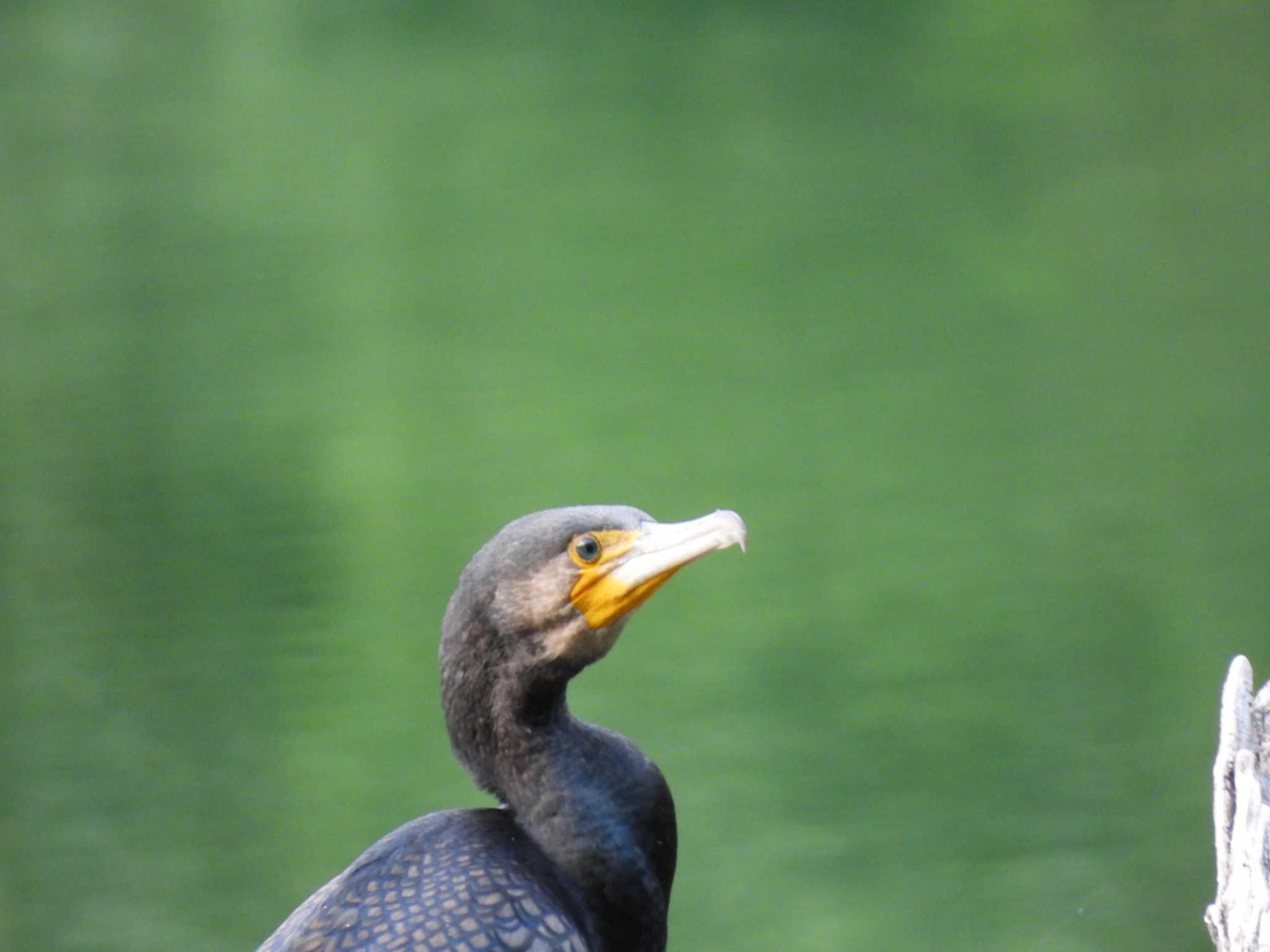 十二湖(青森県深浦町) カワウの写真 by まつのすけ