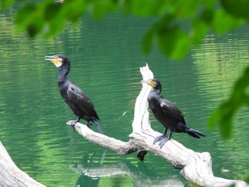 Great Cormorant 十二湖(青森県深浦町) Wed, 8/9/2023