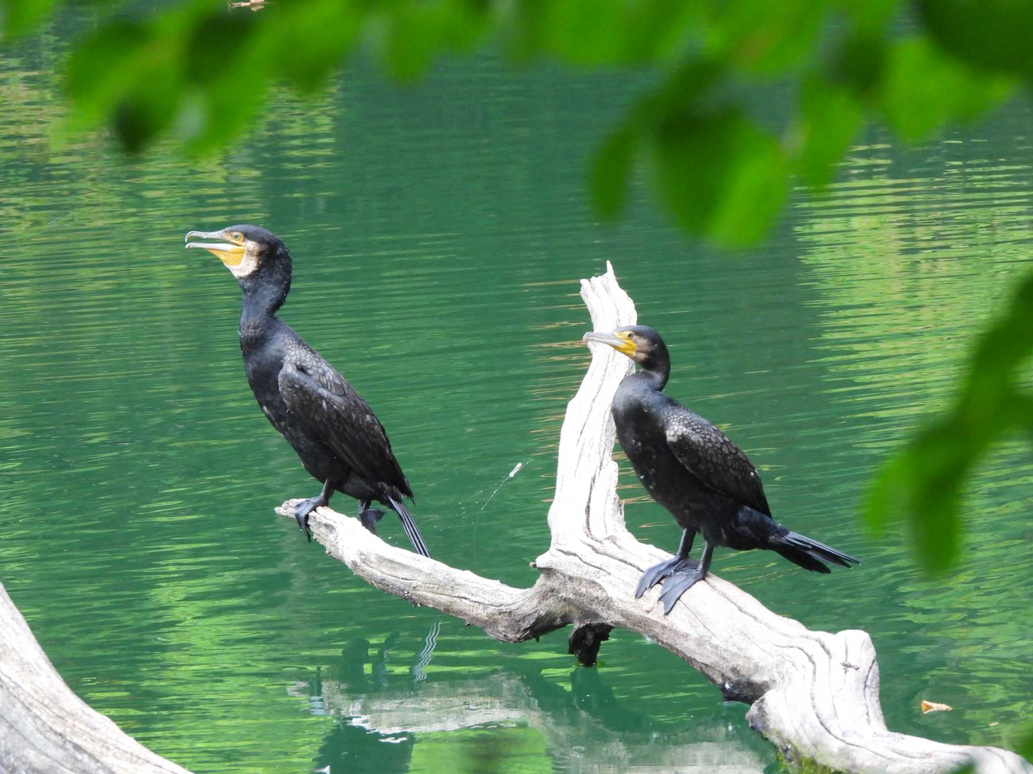 十二湖(青森県深浦町) カワウの写真 by まつのすけ