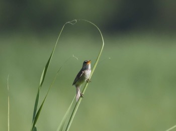 Black-browed Reed Warbler Watarase Yusuichi (Wetland) Sun, 7/30/2023