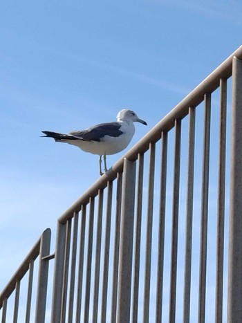 Black-tailed Gull 大岩(青森県深浦町) Wed, 8/9/2023