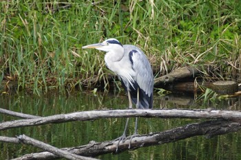 Fri, 8/11/2023 Birding report at 赤羽自然観察公園