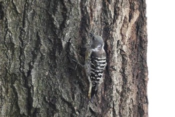 Japanese Pygmy Woodpecker 赤羽自然観察公園 Fri, 8/11/2023