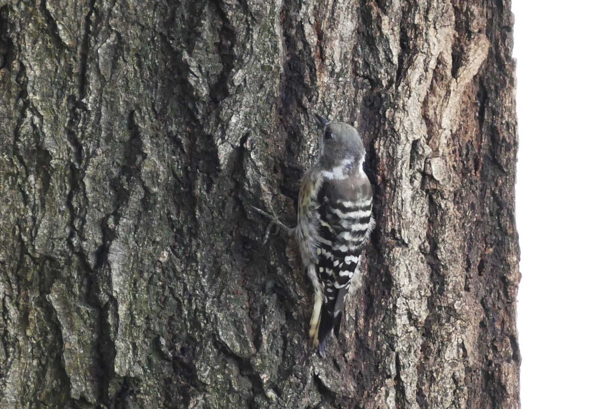 Photo of Japanese Pygmy Woodpecker at 赤羽自然観察公園 by アカウント5509