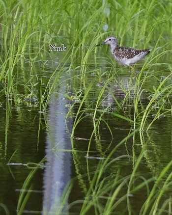 Wood Sandpiper Unknown Spots Unknown Date