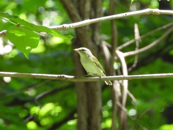 2023年8月11日(金) 旭山記念公園の野鳥観察記録