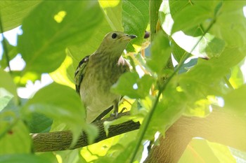 コムクドリ 東京港野鳥公園 2023年8月10日(木)